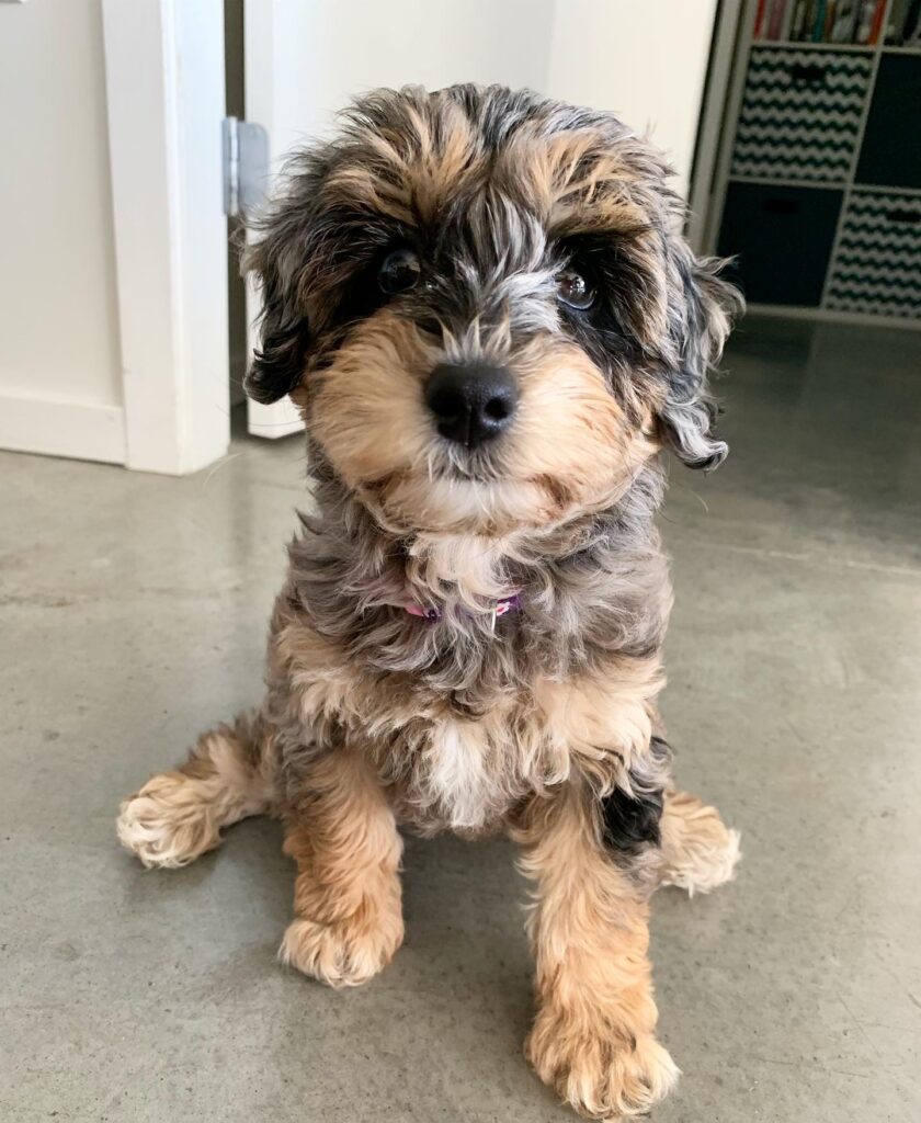 Buy Schnoodle Puppy US – Your Perfect Companion Awaits - PAWSOME SCHNOODLES